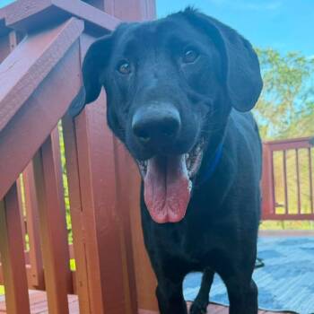 Charlie D11160 -  Black Labrador Retriever and Greyhound Dog for Adoption - Charlie D11160 | PetCurious