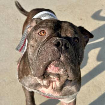 Pit Bull Terrier Dogs Available for Adoption - Risotto | PetCurious