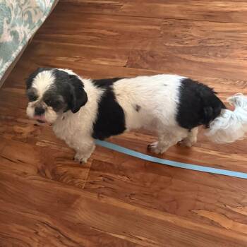 Fauna -  Shih Tzu Dog for Adoption in Rochester, Minnesota - Fauna | PetCurious