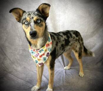 LUNA -  Australian Cattle Dog Blue Heeler Dog for Adoption in Salinas, California - LUNA | PetCurious