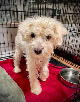 Weave -  Miniature Poodle Dog for Adoption in Phoenix, Arizona - Weave | PetCurious