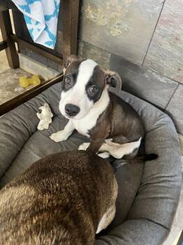 Labrador Retriever and Boxer Dogs Available for Adoption in Plymouth, Michigan - Winnie | PetCurious