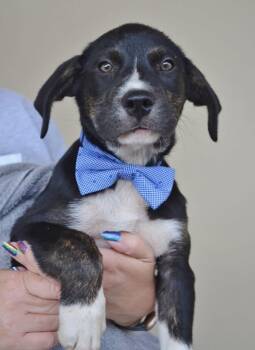Glacier -  Labrador Retriever Dog for Adoption in Mckinney, Texas - Glacier | PetCurious