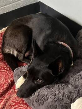 OLIVE -  German Shepherd Dog and Pit Bull Terrier Dog for Adoption in Casper, Wyoming - OLIVE | PetCurious