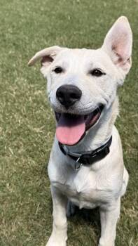 Moose Jones -  Labrador Retriever and Great Pyrenees Dog for Adoption in Boston, Massachusetts - Moose Jones | PetCurious