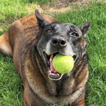 Luke -  Belgian Shepherd Malinois Dog for Adoption in Colleyville, Texas - Luke | PetCurious
