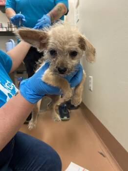 Rescue Chihuahua Dogs for Adoption in Kennewick, Washington - Kim | PetCurious