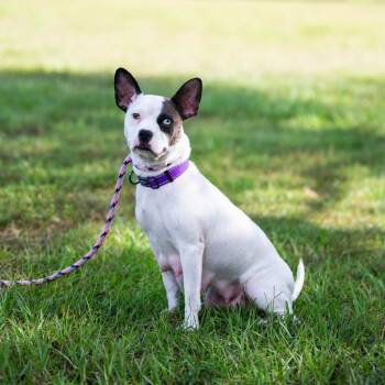 Rescue French Bulldog and Pit Bull Terrier Dogs for Adoption in Sunrise, Florida - Brie | PetCurious