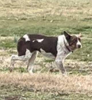 Mixed Breed Dogs Available for Adoption - Taylor | PetCurious