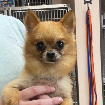 MeMe -  Pomeranian and Chihuahua Dog for Adoption in Columbus, Georgia - MeMe | PetCurious