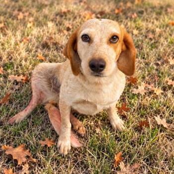 Jolene 26-10-011 -  English Coonhound Dog for Adoption in Bastrop, Texas - Jolene 26-10-011 | PetCurious
