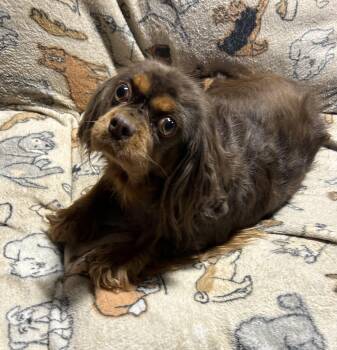 Lucy 25 lbs -  Cavalier King Charles Spaniel Dog for Adoption in Antwerp, Ohio - Lucy 25 Lbs | PetCurious