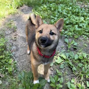 April -  Shiba Inu Dog for Adoption in Pelham, New Hampshire - April | PetCurious