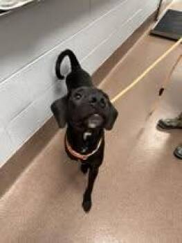 Rescue Black Labrador Retriever and Hound Dogs for Adoption in Maidens, Virginia - Jensen | PetCurious