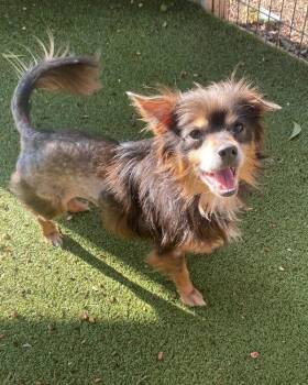 Sammy -  Mixed Breed and Chihuahua Long Hair Dog for Adoption in Austin, Texas - Sammy | PetCurious