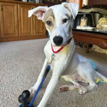 Mr. Rory -  Hound and Terrier Dog for Adoption in Racine, Wisconsin - Mr. Rory | PetCurious
