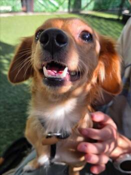 *CONFETTI -  Dachshund and Chihuahua Dog for Adoption in Woodland, California - *CONFETTI | PetCurious