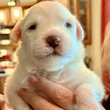 674A (2026) Stuart Little -  Great Pyrenees and Mixed Breed Dog for Adoption in Parker, Colorado - 674A (2026) Stuart Little | PetCurious