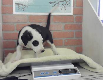 MUFASA -  Staffordshire Bull Terrier and Mixed Breed Dog for Adoption in Houston, Texas - MUFASA | PetCurious