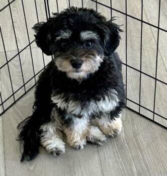 Maverick in NE -  Havanese Dog for Adoption in Cumming, Georgia - Maverick In NE | PetCurious