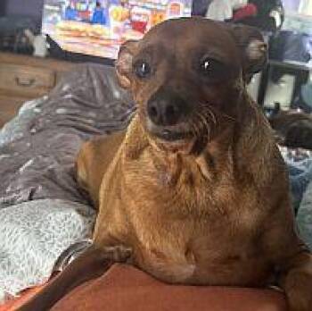 Rescue Miniature Pinscher Dogs for Adoption in Pinellas Park, Florida - Hershel | PetCurious