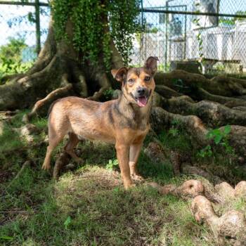 Bucks -  Chihuahua Dog for Adoption in Wahiawa, Hawaii - Bucks | PetCurious