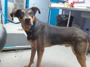 ERWIN -  German Shepherd Dog and Mixed Breed Dog for Adoption in Albuquerque, New Mexico - ERWIN | PetCurious
