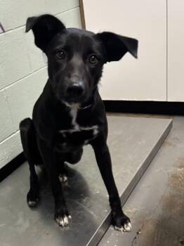 Paula -  Border Collie Dog for Adoption in Red Bluff, California - Paula | PetCurious