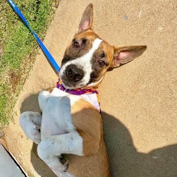 Tulsa -  Bull Terrier and Mixed Breed Dog for Adoption in Tulsa, Oklahoma - Tulsa | PetCurious