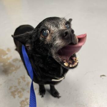 Daisy -  Chihuahua Dog for Adoption in West Chester, Pennsylvania - Daisy | PetCurious