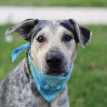 MOSS -  Terrier Dog for Adoption in San Antonio, Texas - MOSS | PetCurious