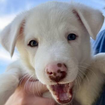 Merit -  Shepherd Dog for Adoption in Pflugerville, Texas - Merit | PetCurious