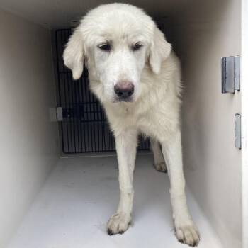 BAC-Stray-142989 -  Great Pyrenees and Mixed Breed Dog for Adoption in Beaumont, Texas - BAC-Stray-142989 | PetCurious