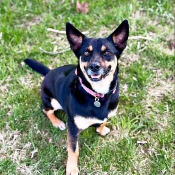 Benson -  Cattle Dog and Terrier Dog for Adoption in Taycheedah, Wisconsin - Benson | PetCurious