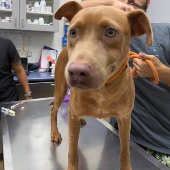 Freya -  Labrador Retriever and Mixed Breed Dog for Adoption in Corpus Christi, Texas - Freya | PetCurious