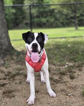 Bruno -  Mixed Breed Dog for Adoption in Richmond, Texas - Bruno | PetCurious
