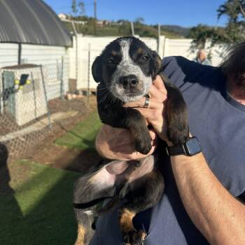 Doberman Pinscher and Australian Cattle Dog Blue Heeler Dogs Available for Adoption - Auston | PetCurious