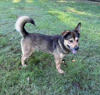 Rescue Pit Bull Terrier Dogs for Adoption in Roswell, Georgia - Issac | PetCurious