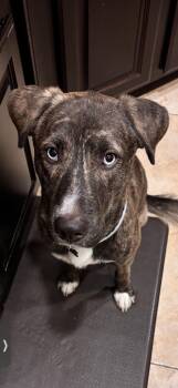 Labrador Retriever Dogs Available for Adoption - Leonardo | PetCurious