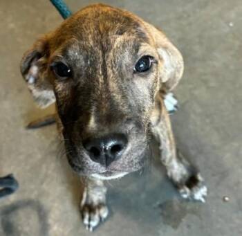 Dexter -  Plott Hound and Mixed Breed Dog for Adoption in Clinton, Missouri - Dexter | PetCurious