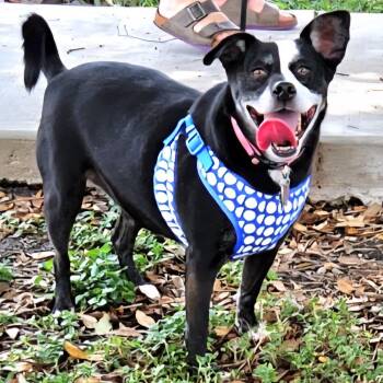 Millie -  Terrier and Mixed Breed Dog for Adoption in Corpus Christi, Texas - Millie | PetCurious
