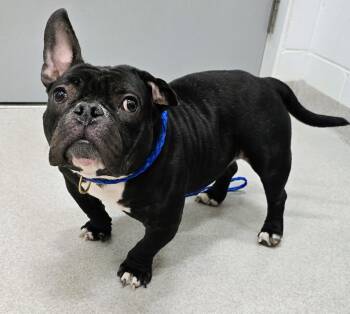 American Bully Dogs Available for Adoption in Lindenhurst, New York - 26-156 | PetCurious