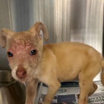 Gremlin -  Mixed Breed Dog for Adoption in Lufkin, Texas - Gremlin | PetCurious