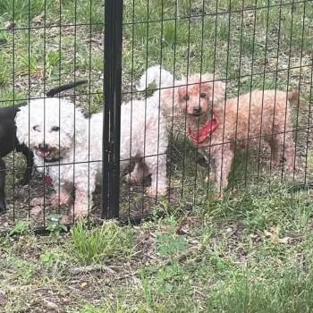 Penny bonded to Lulu -  Miniature Poodle Dog for Adoption in Rochester, Minnesota - Penny Bonded To Lulu | PetCurious