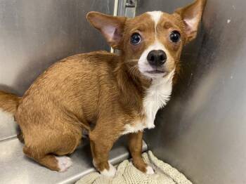Chihuahua Dogs Available for Adoption in Modesto, California - A609853 | PetCurious