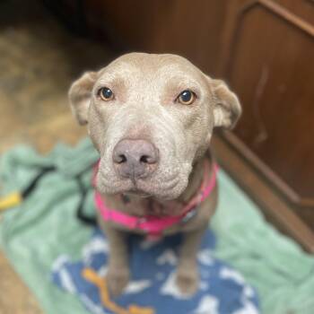 Rescue Pit Bull Terrier Dogs for Adoption in Columbia, South Carolina - Joy | PetCurious