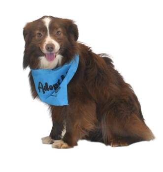 Australian Shepherd Dogs Available for Adoption - Lick Grimes | PetCurious