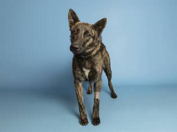 Dutch Shepherd Dogs Available for Adoption - OPAL | PetCurious