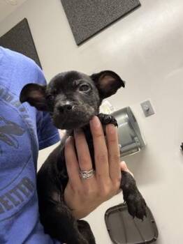 Appollo -  Pit Bull Terrier and Labrador Retriever Dog for Adoption in Pequot Lakes, Minnesota - Appollo | PetCurious