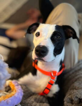 Rescue Whippet and Pit Bull Terrier Dogs for Adoption in Davis, California - Kira | PetCurious